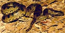 One slithering, slimy snake (natsci.org/zoo.htm)
