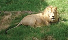Male lion ()
