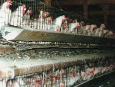 An increasing number of colleges are no longer purchasing eggs from caged hens. (all-creatures.org)