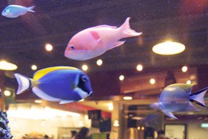 The Quakeria fish tank: beautiful adornment or perplexing waste of money?