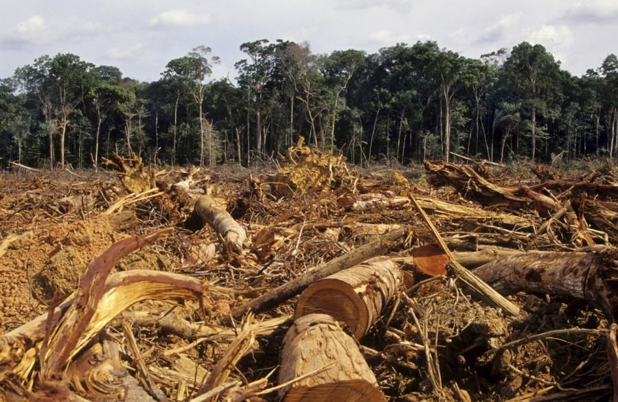 Illegal logging in Peru and Brazil hurts indigenous communities and ecosystems