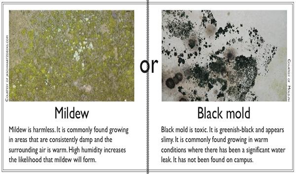 Black mold rumors are unfounded, dorms toxin-free