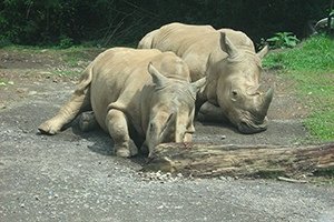 White rhino population continues to fall with recent death