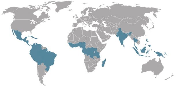 This map marks where cocoa is grown, which is primarily along the equator.