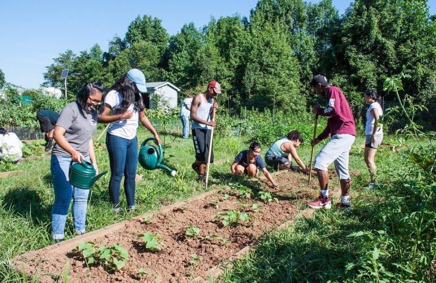 Students volunteer at the campus farm, which helps grow fresh
vegetables for the college’s dining services, this past August.