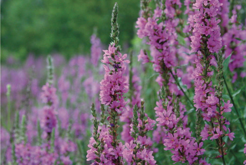 Purple loosestrife often causes its surrounding habitat, where fish and wildlife feed, to be overtaken by a sea of purple flowers. // Photo courtesy of flickr.com