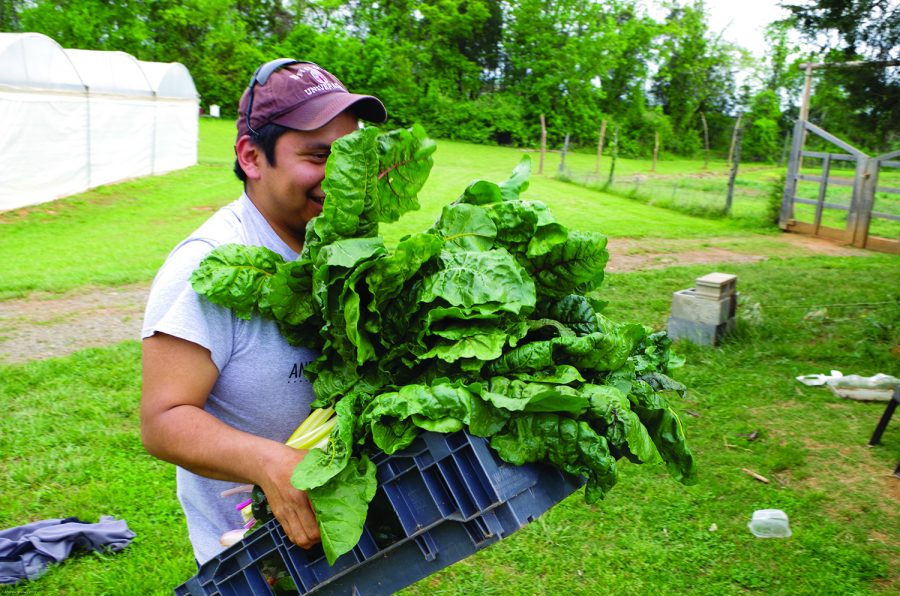 Guilford College Farm