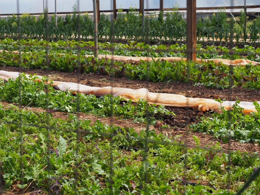 Growing season on Guilford College Farm