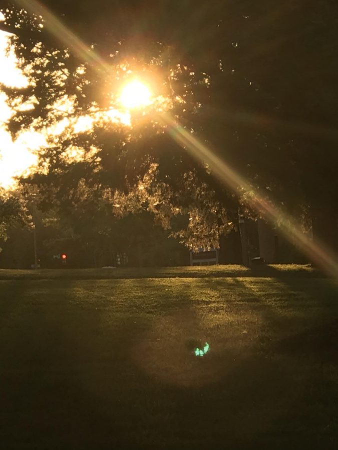 In front of the Frank Family Science Center, foliage is bathed in an iridescent glow.