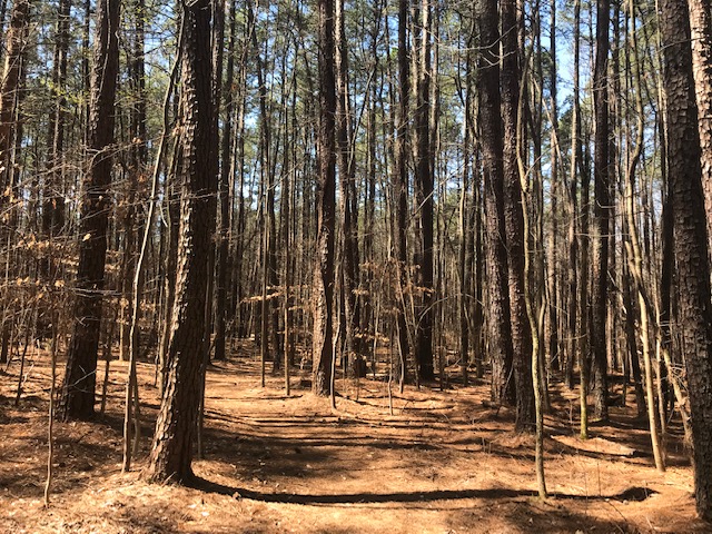 Quakerism in the Guilford woods: past and present