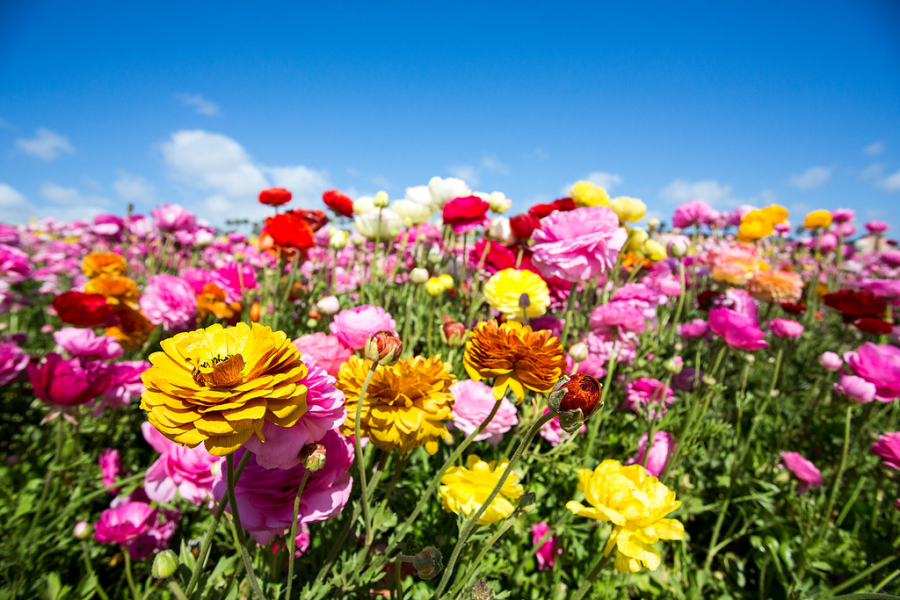 A field of spring flowers.