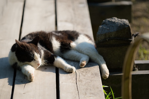 Taking a nap in a warm spring weather //Takashi(aes256) via creativecommons