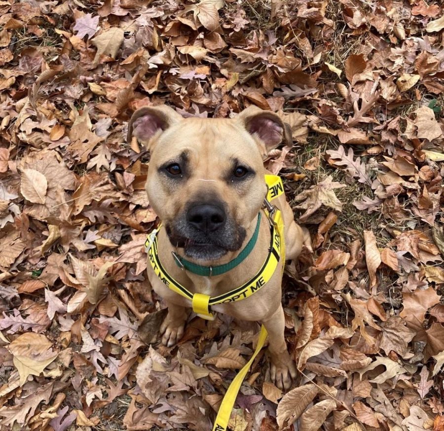 Farrah, a boxer mix, recently was adopted from Guilford County Animal Services, which was incredible to see, said ROAR member Morgan Yamashita.