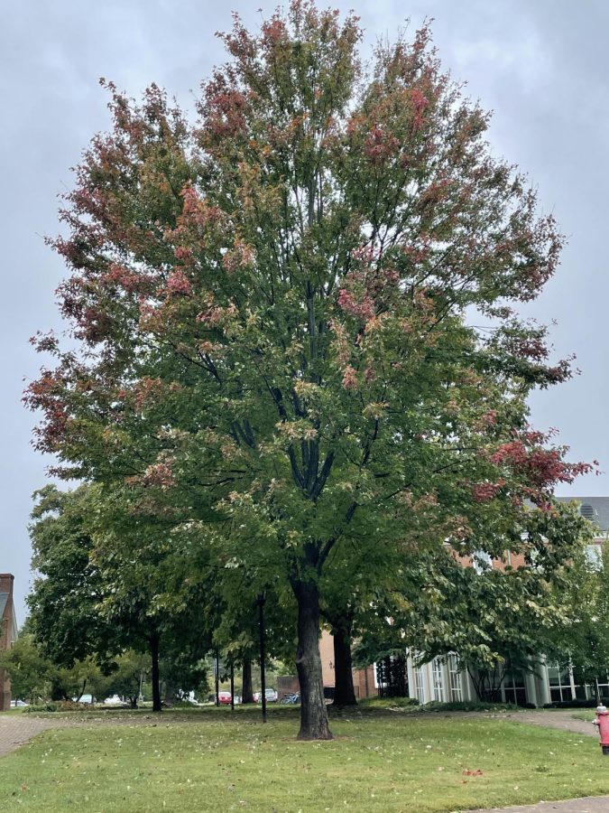 As+October+comes+rolling+in%2C+the+gradual+change+in+hue+of+foliage+means+only+one+thing.+Fall+has+begun+at+Guilford+college.