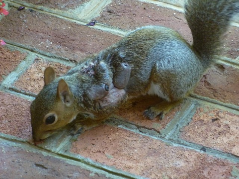 A squirrel with multiple botfly warbles.