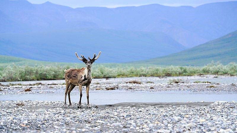 Porcupine+caribou+are+one+of+200+animal+species+that+rely+on+ANWR%E2%80%99s+preservation%2C+especially+in+maintaining+access+to+calving+areas.+