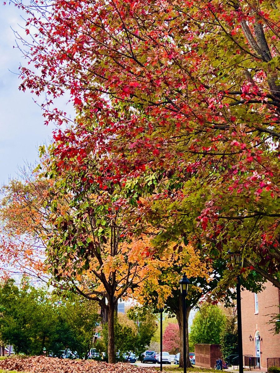 Autumn Trees on Guilford's Campus